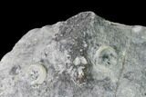 Cretaceous Fossil Sponge (Seliscothon) - Germany #145364-4